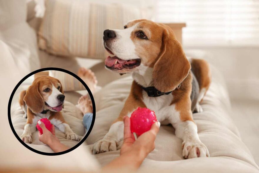 cane gioca con palla