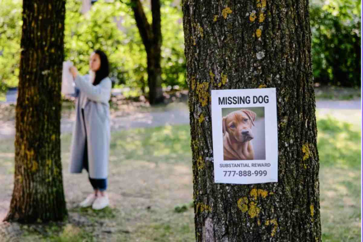 Nuova truffa: usano un cane scomparso per raggirare le vittime