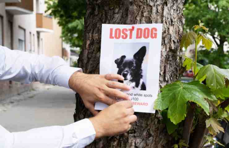 Nuova truffa: usano un cane scomparso per raggirare le vittime