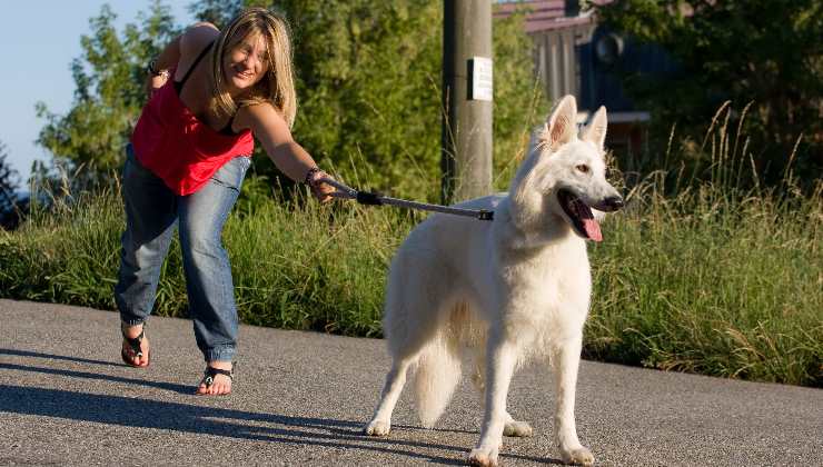 cane a passeggio
