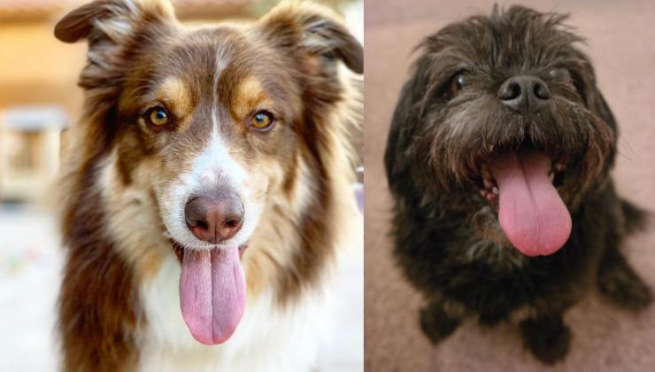 cani con la lingua di fuori