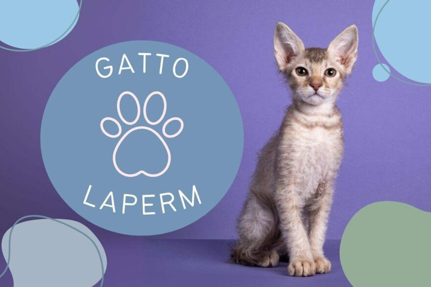 gatto laperm