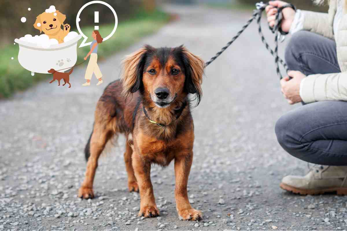 cosa fare dopo la passeggiata