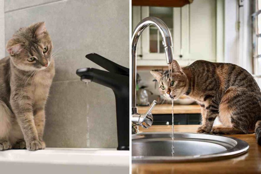 gatto vicino alla fontana di casa