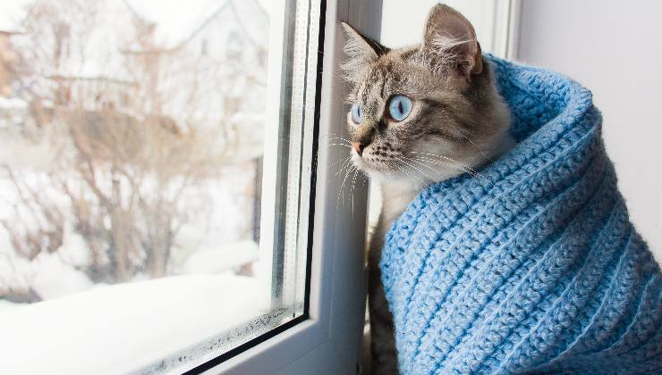 gatto dietro la finestra 