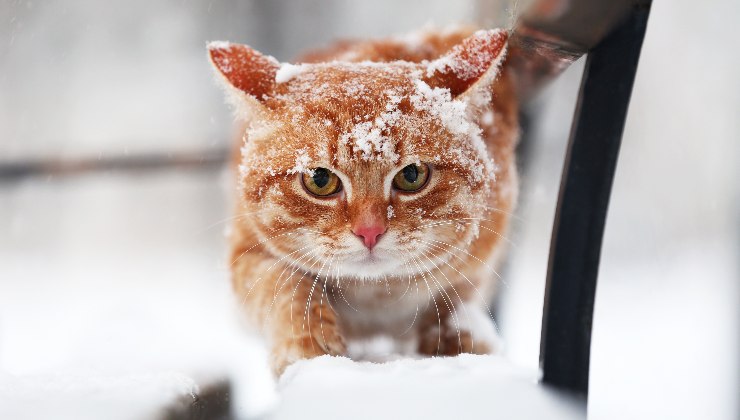 gatto sulla panchina al freddo