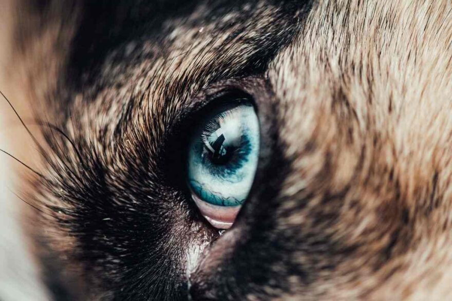 occhio cane