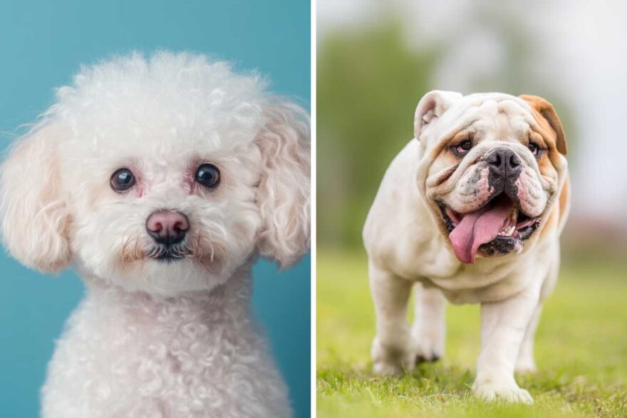 problemi agli occhi dei cani