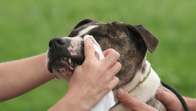 occhi del cane sporchi