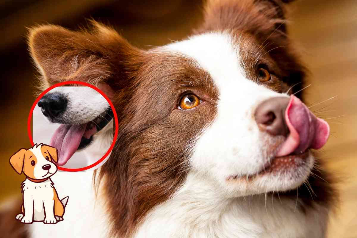 tirare la lingua al cane