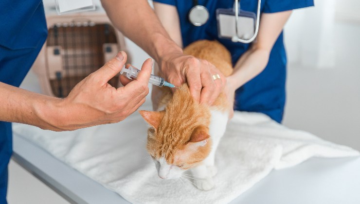 vaccini per il gatto