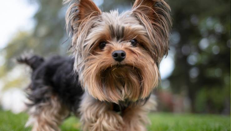 yorkshire terrier cane