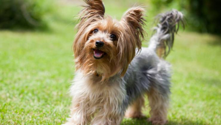 yorkshire terrier cane
