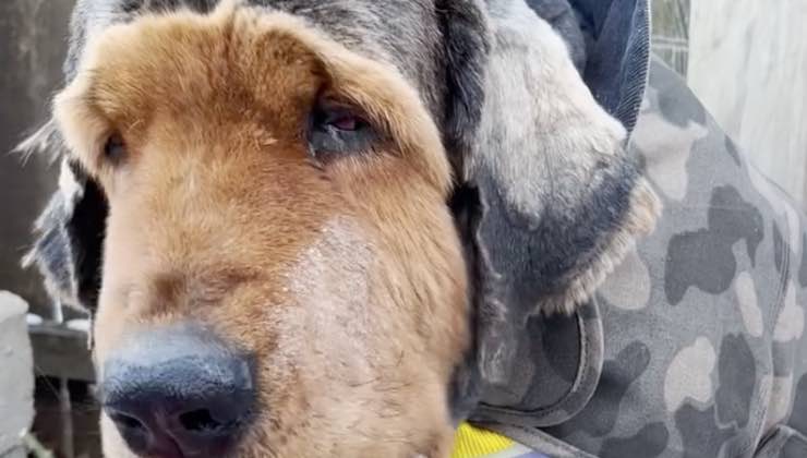 Cane marrone e grigio dopo la rasatura 