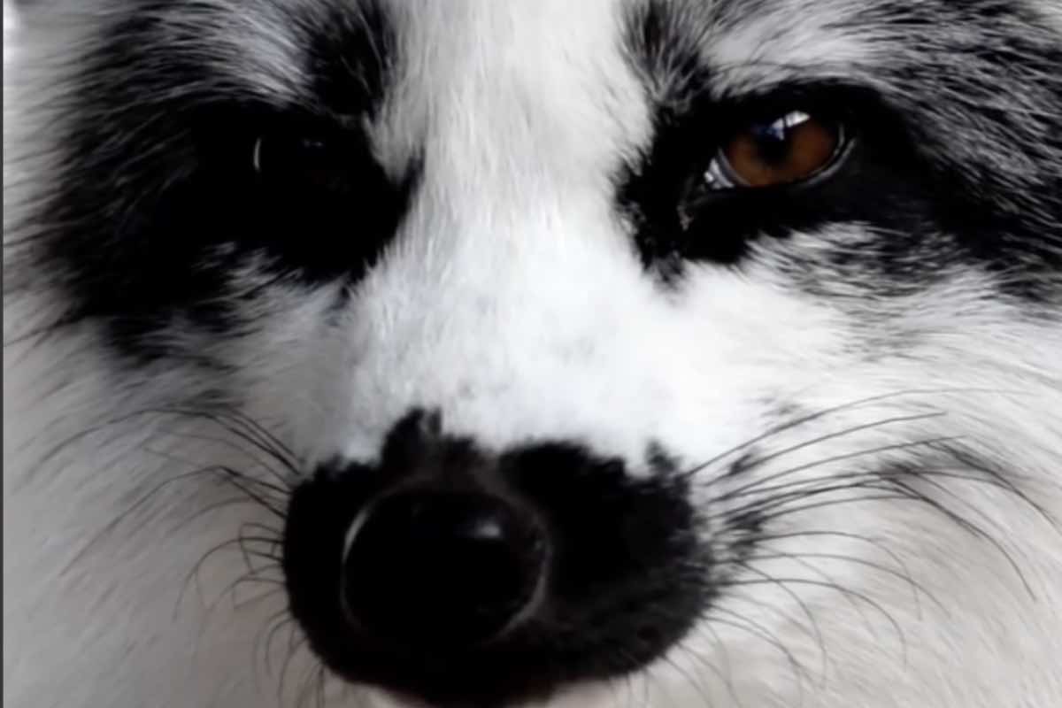 Animale simile a un cane bianco e nero