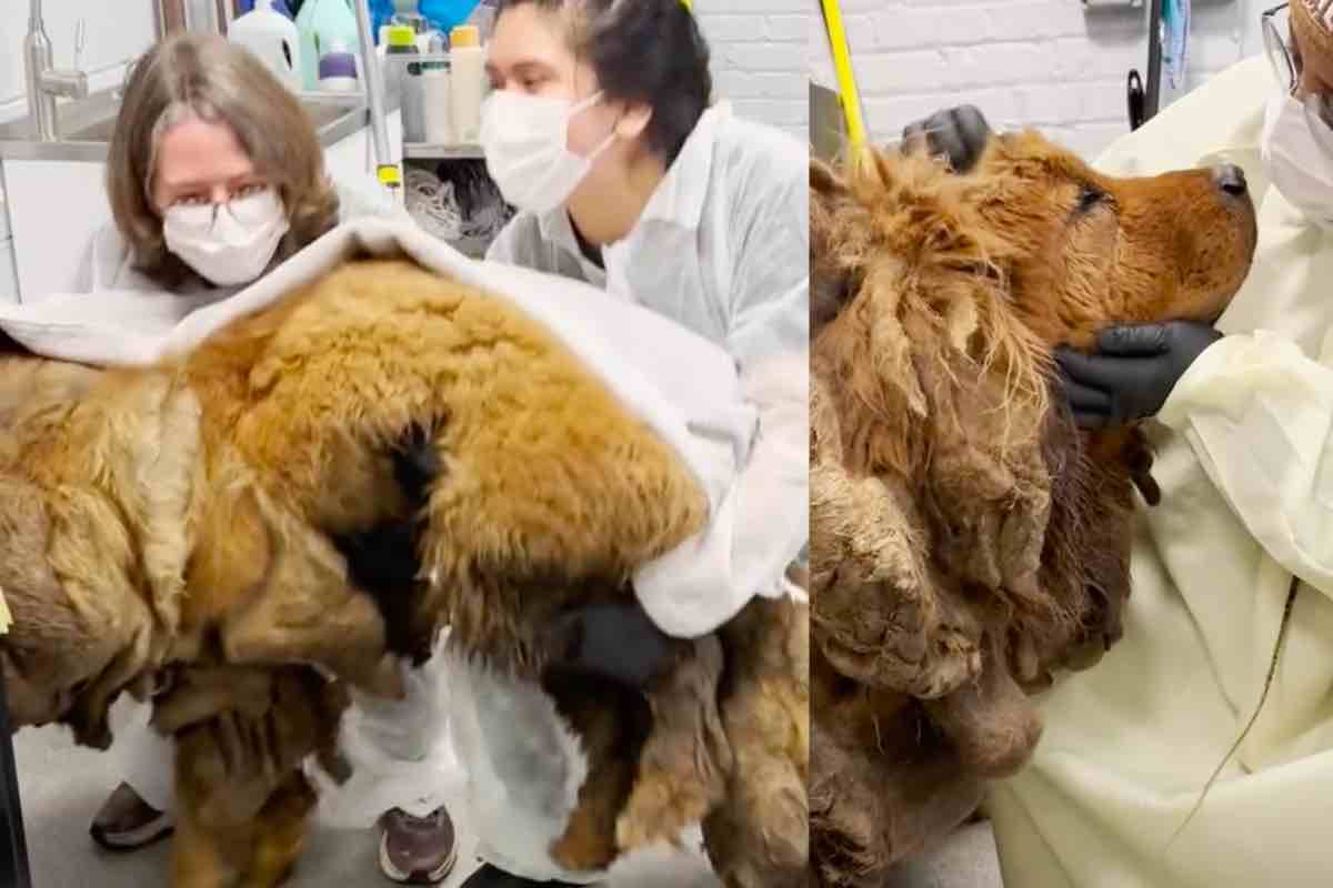 Cane con pelliccia dalla taglia gigantesca in clinica veterinaria