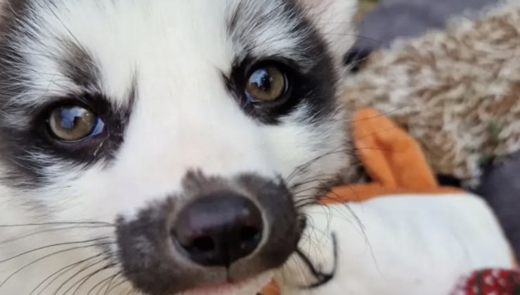 Animale con il muso da gatto vicino a un peluche a forma di volpe 