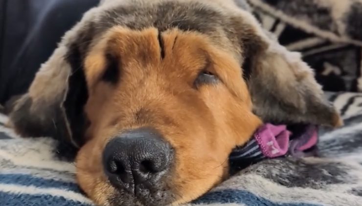 Cane con grande pelliccia che somiglia al protagonista di un programma TV