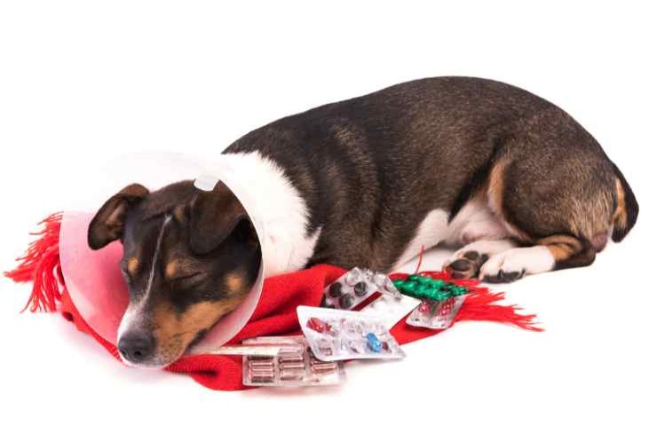 Cane con farmaci intorno