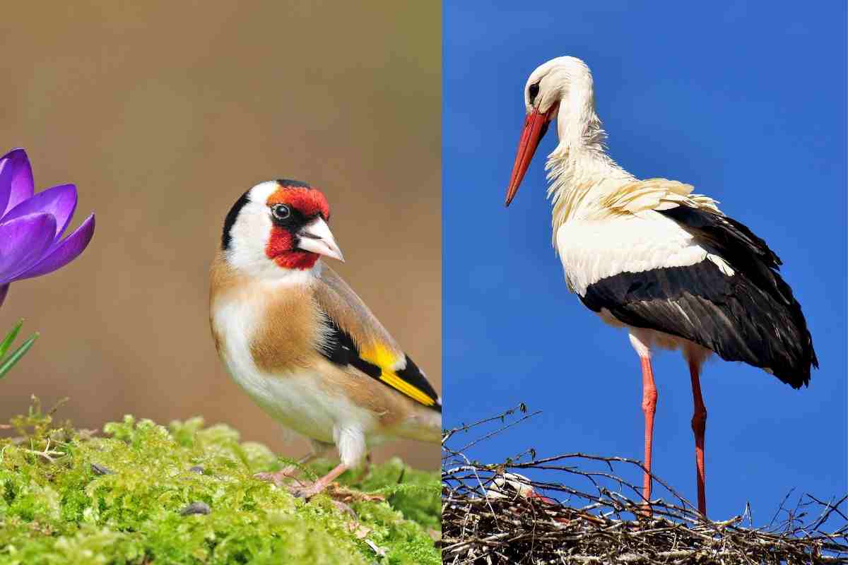 Cardellino e cicogna