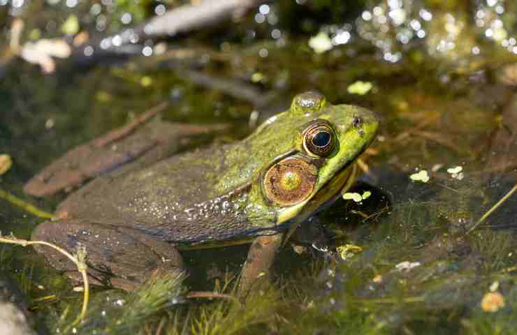 Laghetto in giardino
