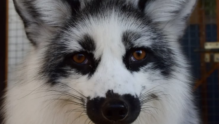 Animale dagli occhi marroni e dal pelo bianco e nero 