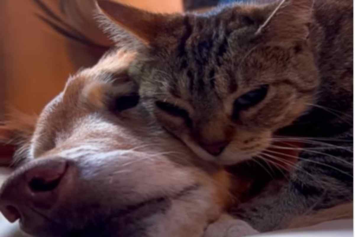 Lynx capisce che il suo amico è malato