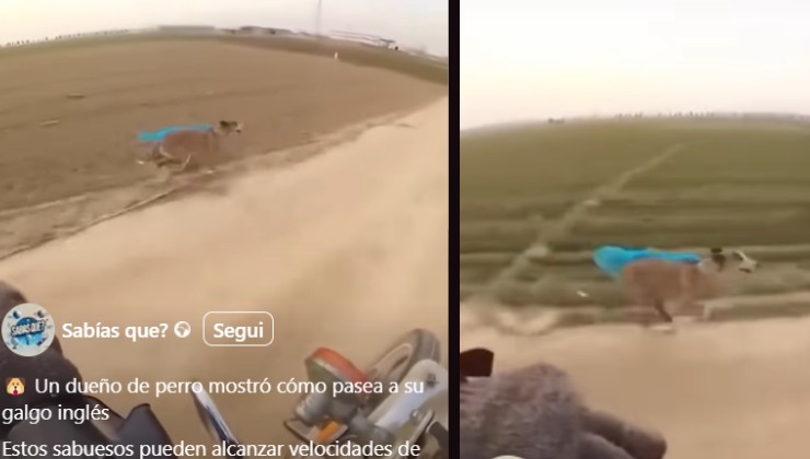 cane corre veloce come la moto