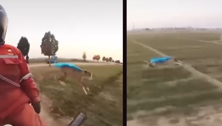 cane salta dalla moto