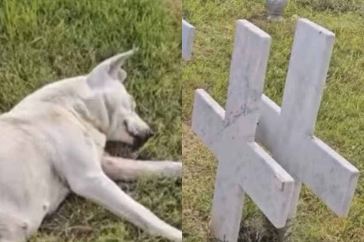 Cucciolo sulla tomba della sua umana 