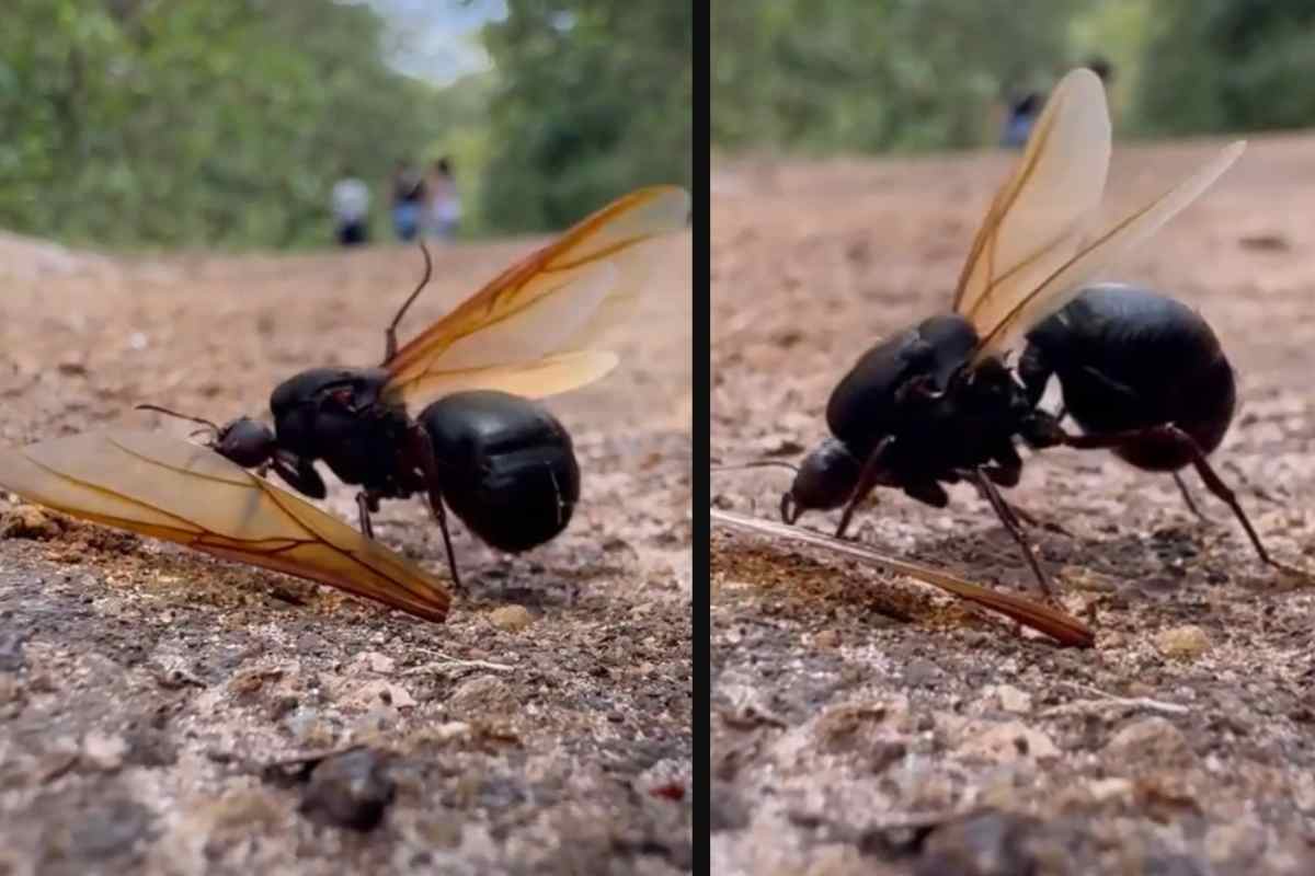 Il Video Incredibile Di Come Una Formica Regina Rinuncia Al Suo Regno Il Video Incredibile Di Come Una Formica Regina Rinuncia Al Suo Regno
