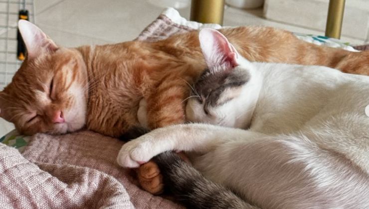 gatti di Anthony Hopkins