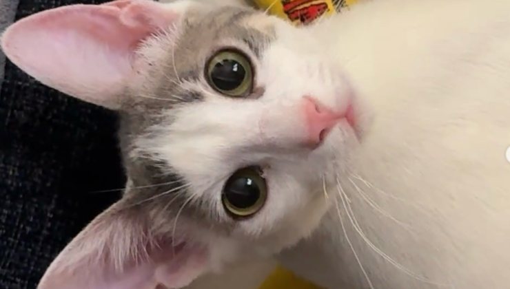 gattino di Anthony Hopkins