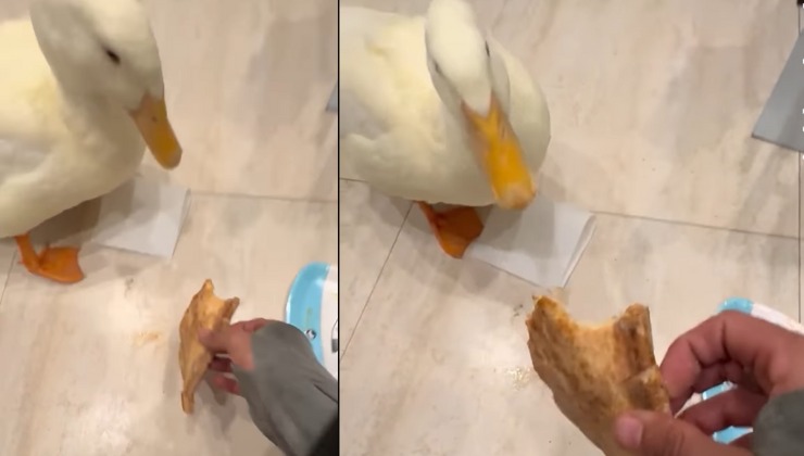 papera ruba la pizza dal piatto