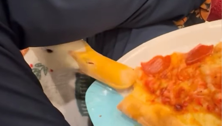 papera ruba la pizza dal piatto