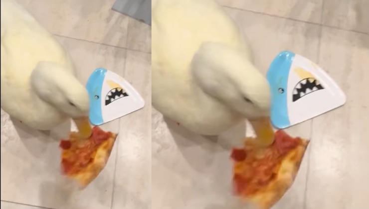 papera ruba la pizza dal piatto