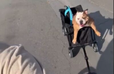 Cane trasportato nel carrello