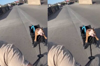 Cane trasportato nel porta pacchi