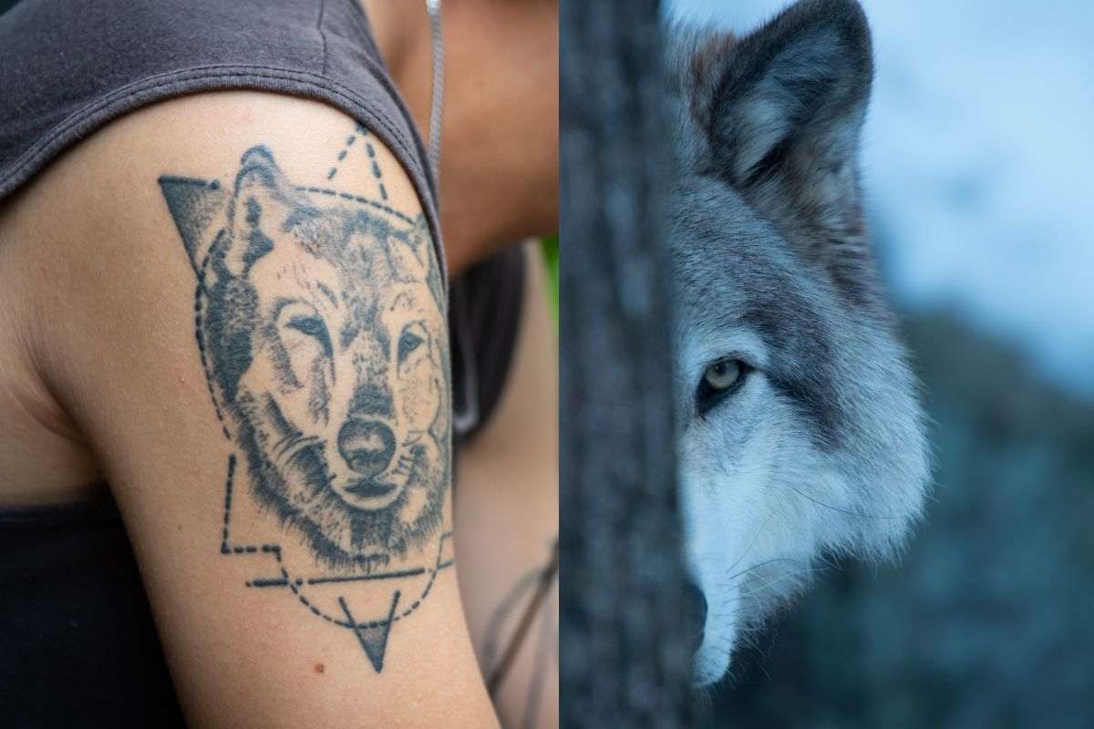 Il lupo: significato simbolico, leggende e idee per tatuaggio – FOTO