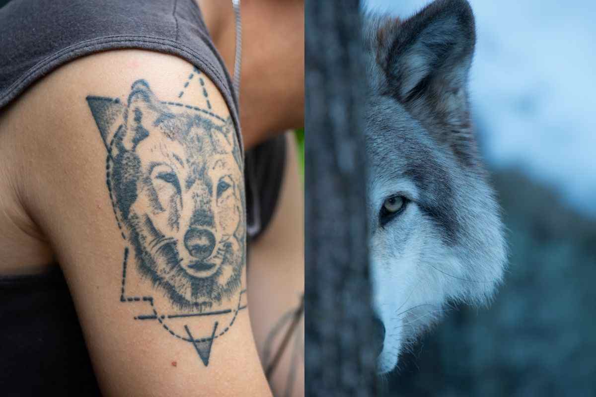 Lupo in natura e come tatuaggio