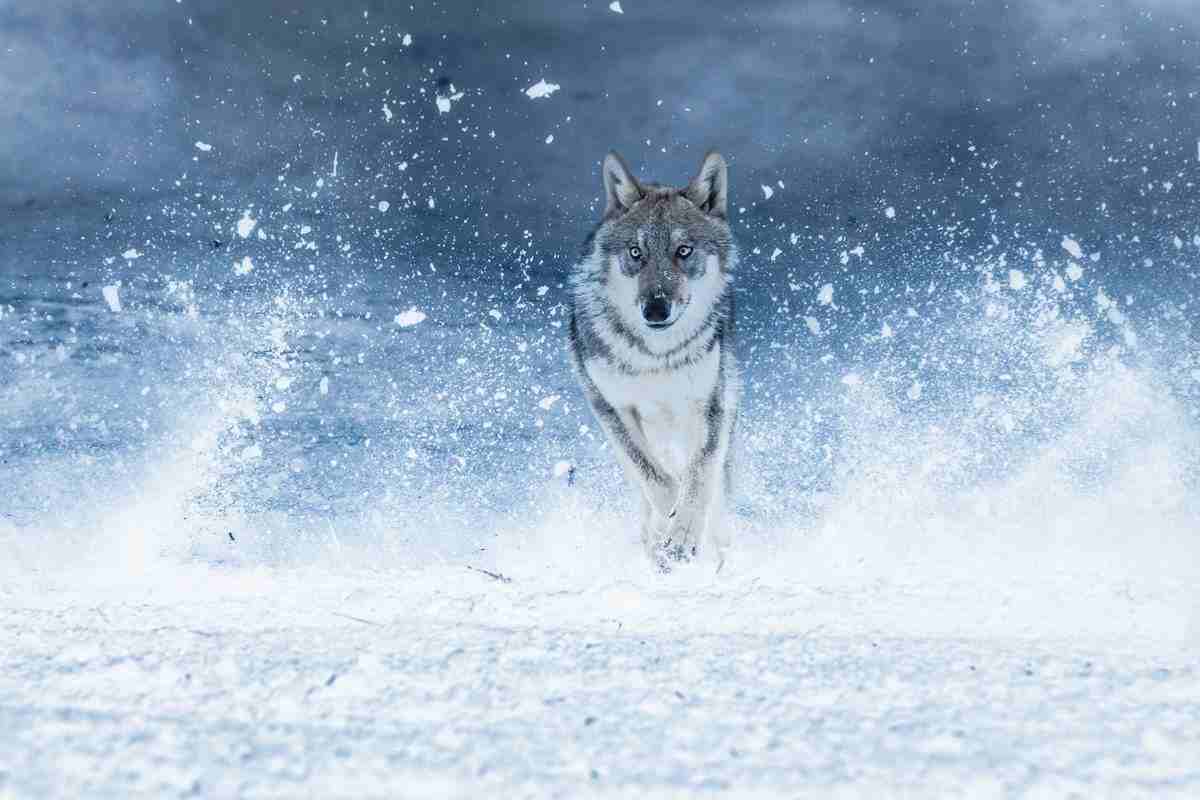 Lupo che sta sempre da solo