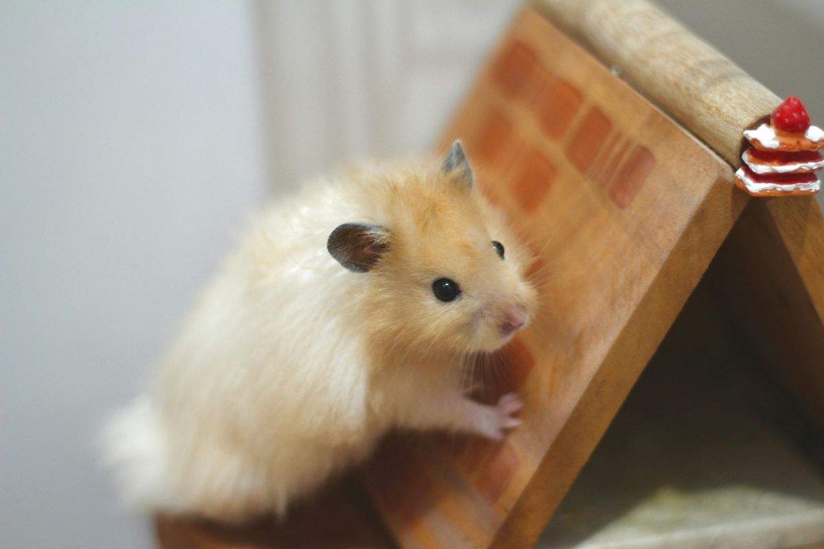 addestramento criceto