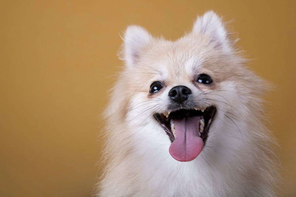 respiro cane bocca aperta