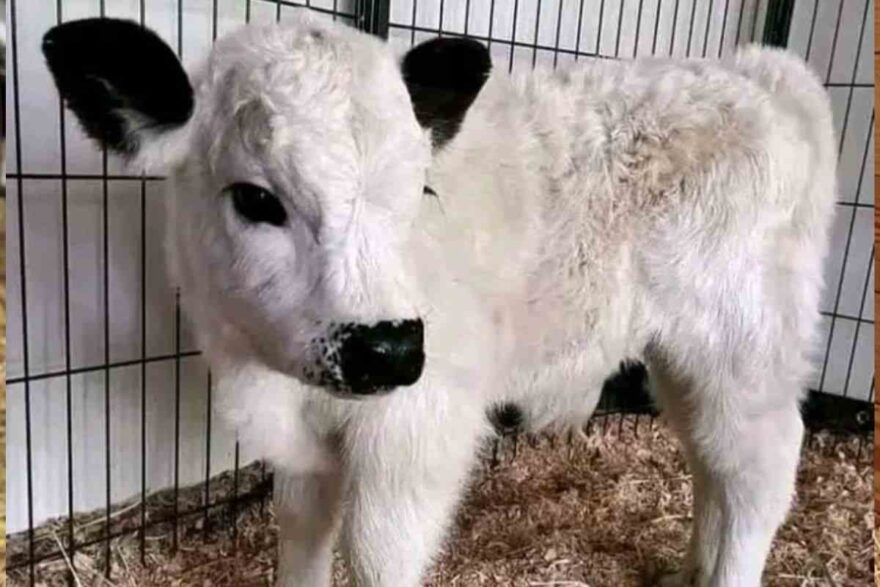 Mini mucche come animale domestico alternativo: cosa si deve sapere