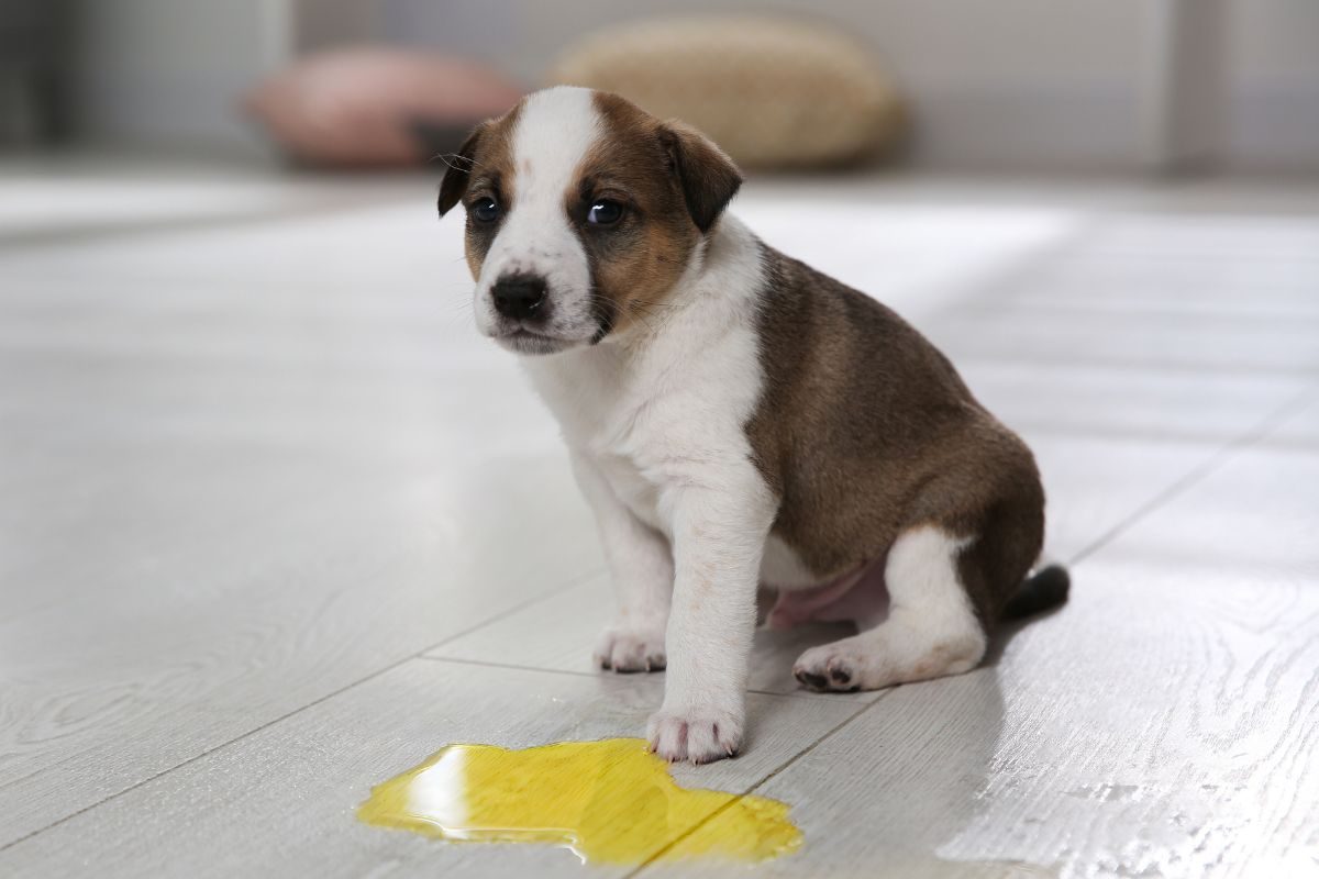 Il Cane Fa La Pip Molto Gialla Le Cause E Quando Preoccuparsi Il Cane Fa La Pip Molto Gialla Le Cause E Quando Preoccuparsi