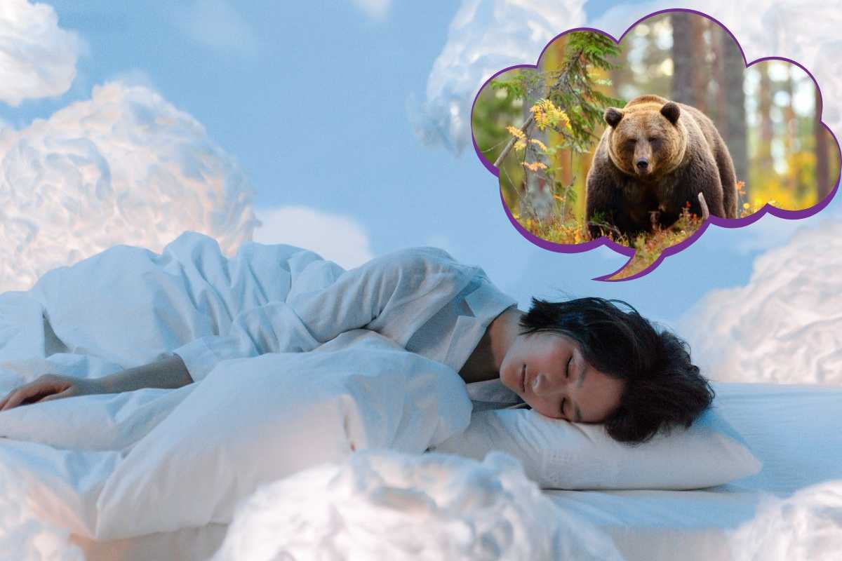 sognare orso
