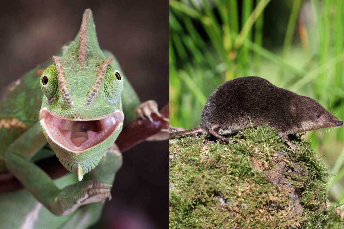 Non vivranno a lungo: tutti gli animali che hanno vita breve