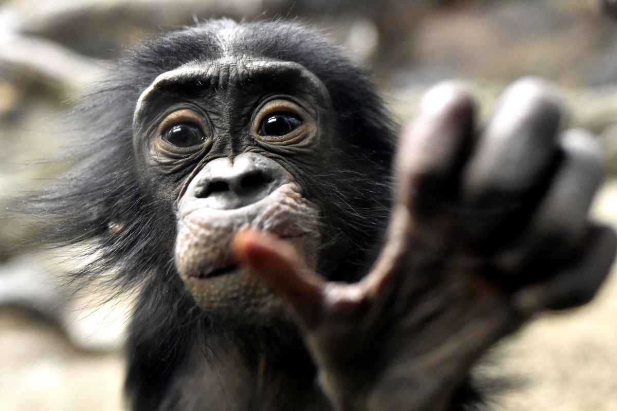 bonobo