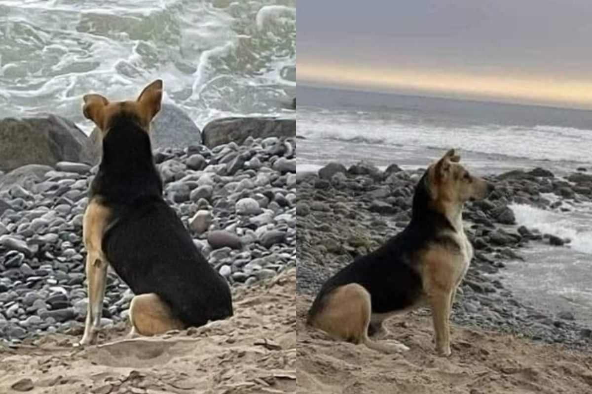 ‘Tornerà’ ma purtroppo è un’illusione: il cane che aspetta il ritorno del padrone pescatore