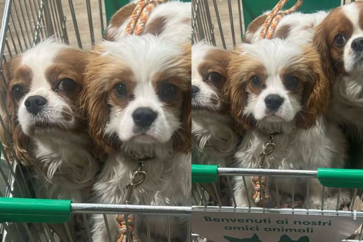 Il noto giornalista li porta a fare la spesa: i cani di Enrico Mentana al supermercato